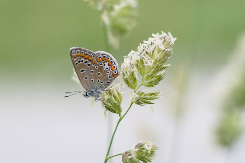 Aricia agestis?  No, Polyommatus icarus